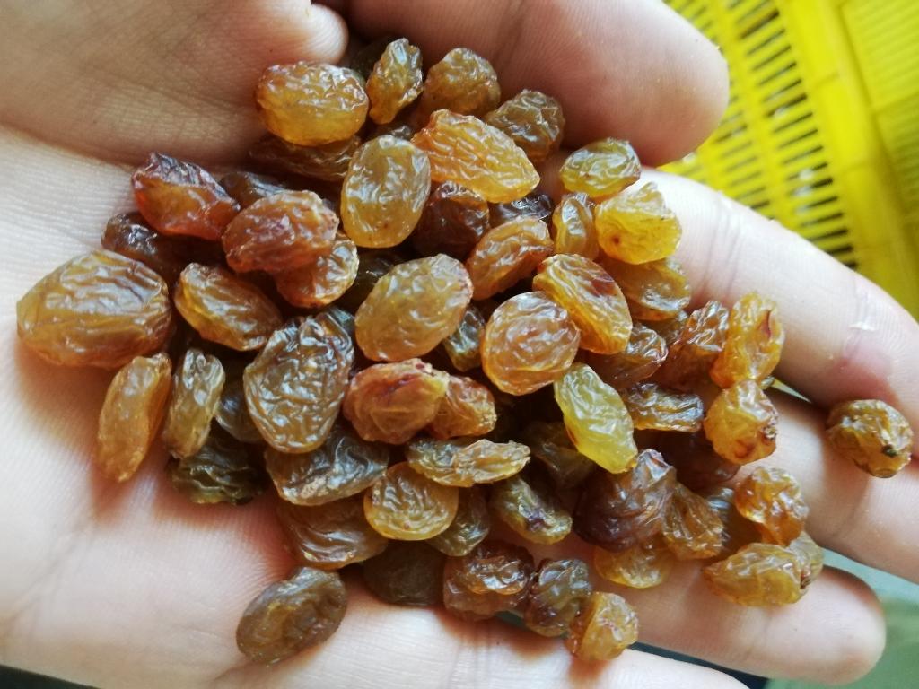 تصویر 5 از فروش کشمش تاکستان قزوین + قیمت خرید به صرفه